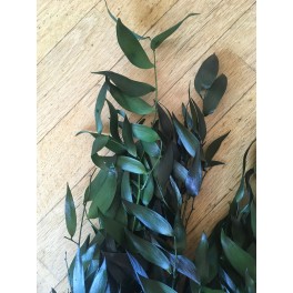 Ruscus stabilisée Ruscus stabilisée