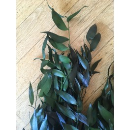 Ruscus stabilisée