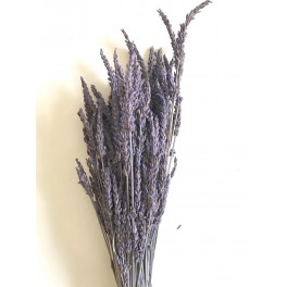 stabilized lavender