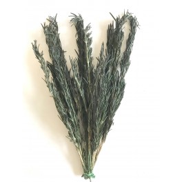 stabilized Rosemary stabilized Rosemary