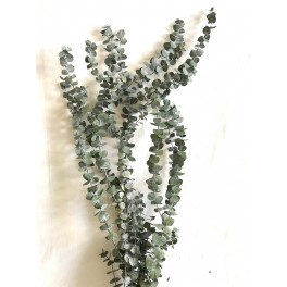 stabilized Baby blue stabilized Baby blue