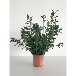 Pitosporum Plant