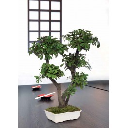 Bonsai Tobira