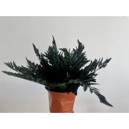 Parvifolia plant