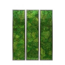Mur vegetal mousse plate