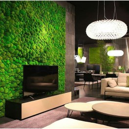 Mur vegetal mousse boules stabilisé