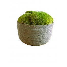 ball moss