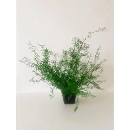 Plante Spengerie Plante Spengerie
