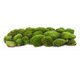 Pole stabilized moss Pole stabilized moss