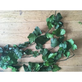 stabilized Hedera stabilized Hedera