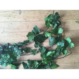 stabilized Hedera