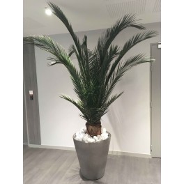 Phoenix Palm Base