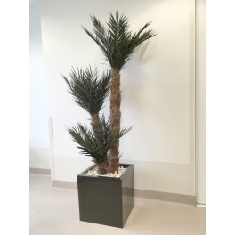 Triple Phoenix Palm