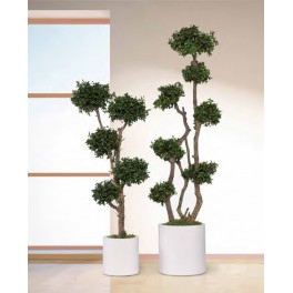 Pitosporum ball