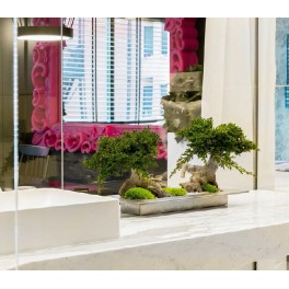 Dobble Bonsai Procumbens Dobble Bonsai Procumbens