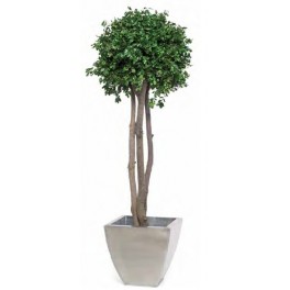 Pitosporum