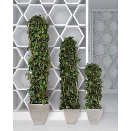 Totem Hedera Totem Hedera