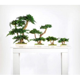 Bonsai Procumbens