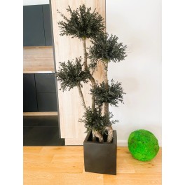Parvifolia Boule