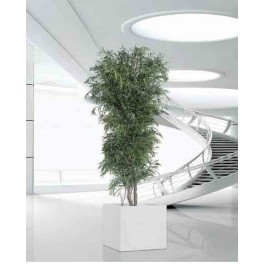 Eucalyptus Nicoly Vert Fin ou Large